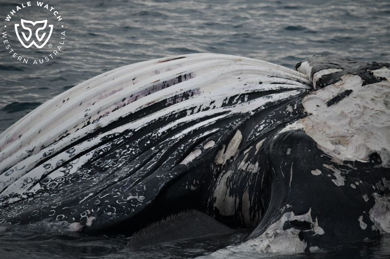 Whale Watch Western Australia