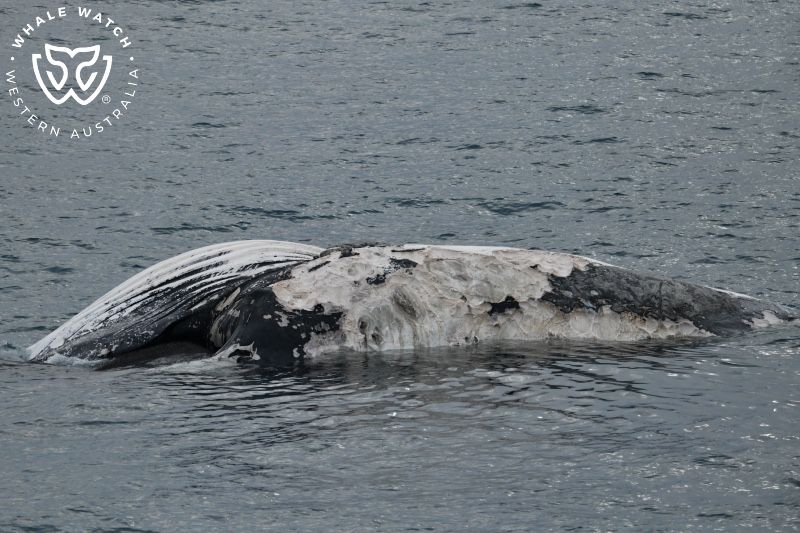 Whale Watch Western Australia