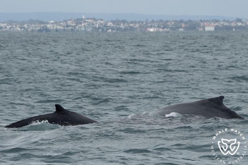 Whale Watch Western Australia