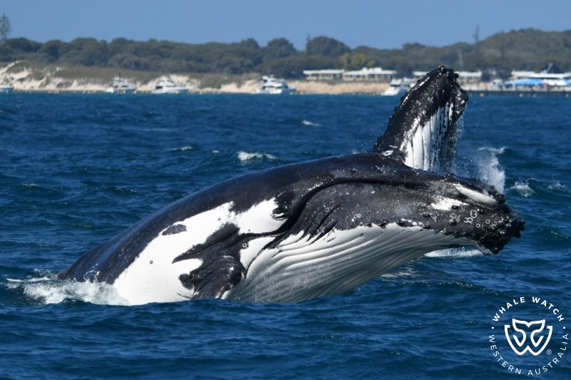 Whale Watch Western Australia