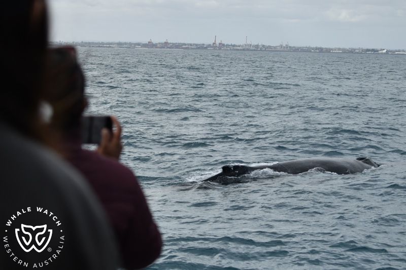 Whale Watch Western Australia