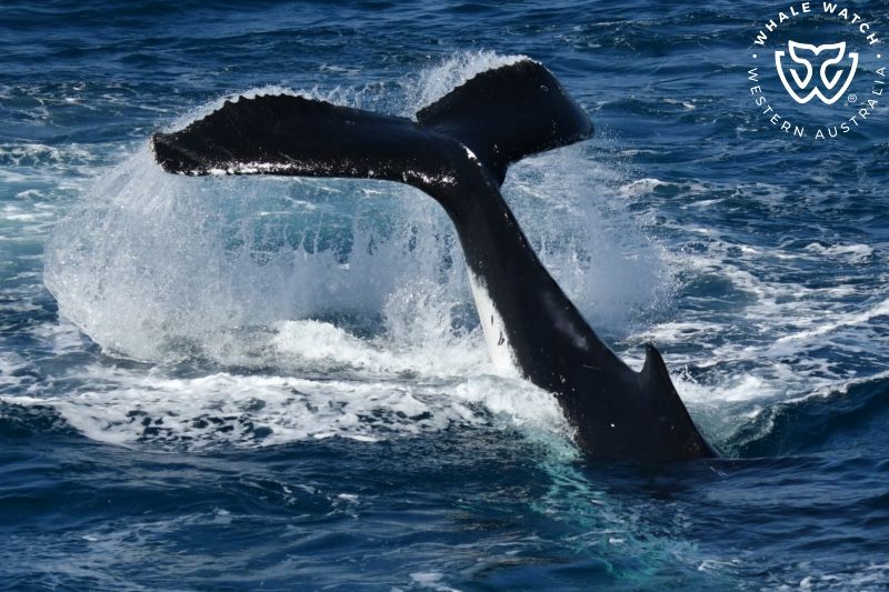 Whale Watch Western Australia