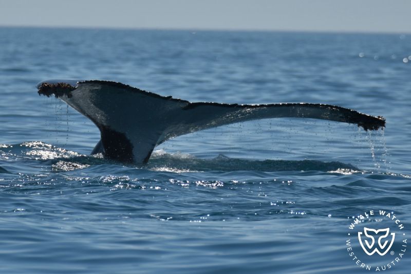 Whale Watch Western Australia