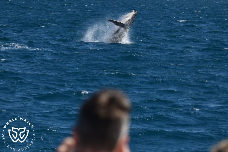Whale Watch Western Australia