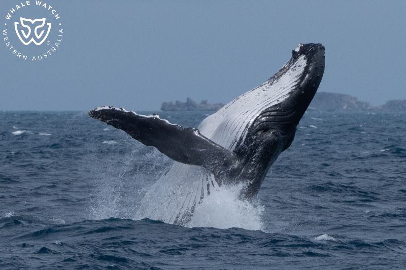 Whale Watch Western Australia