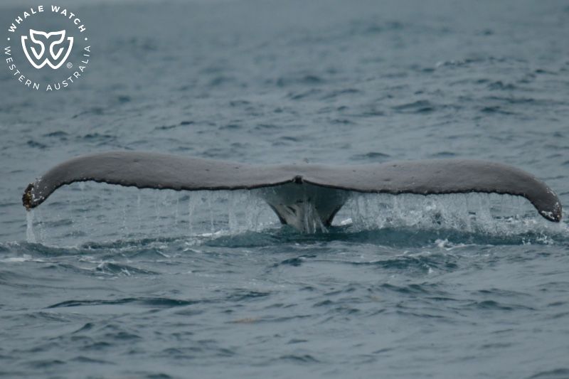 Whale Watch Western Australia