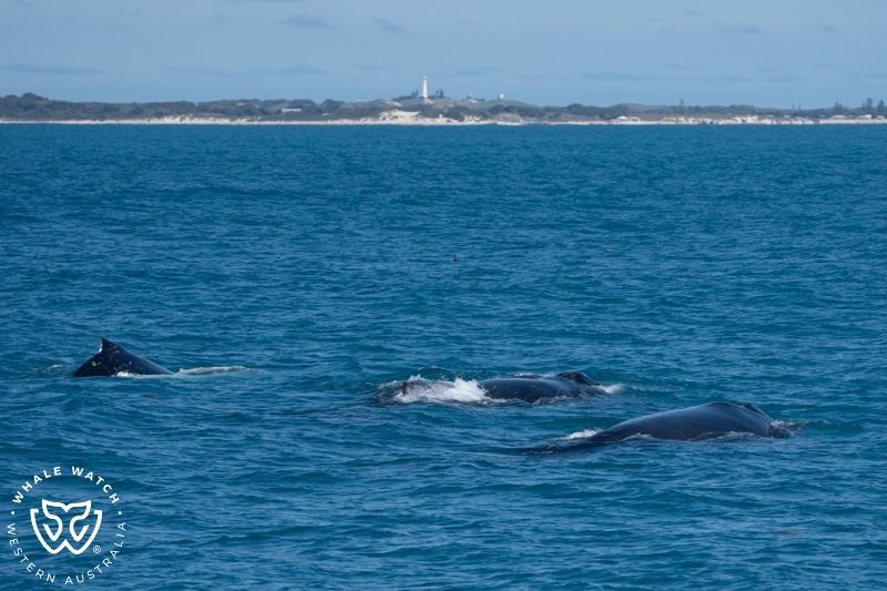 Whale Watch Western Australia