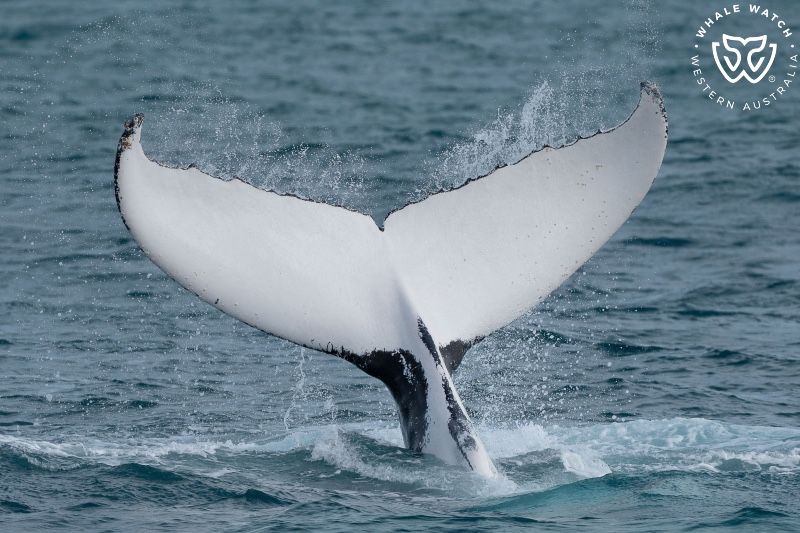 Whale Watch Western Australia