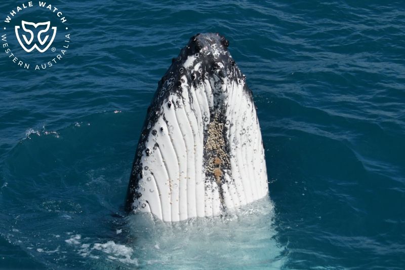 Whale Watch Western Australia