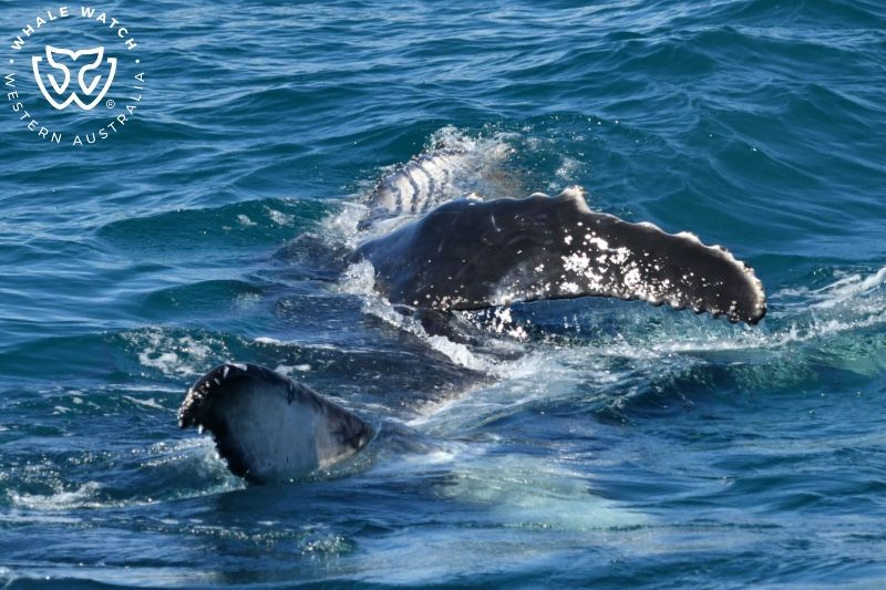 Whale Watch Western Australia