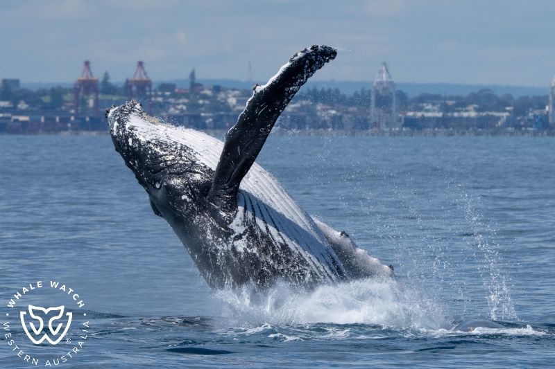 Whale Watch Western Australia