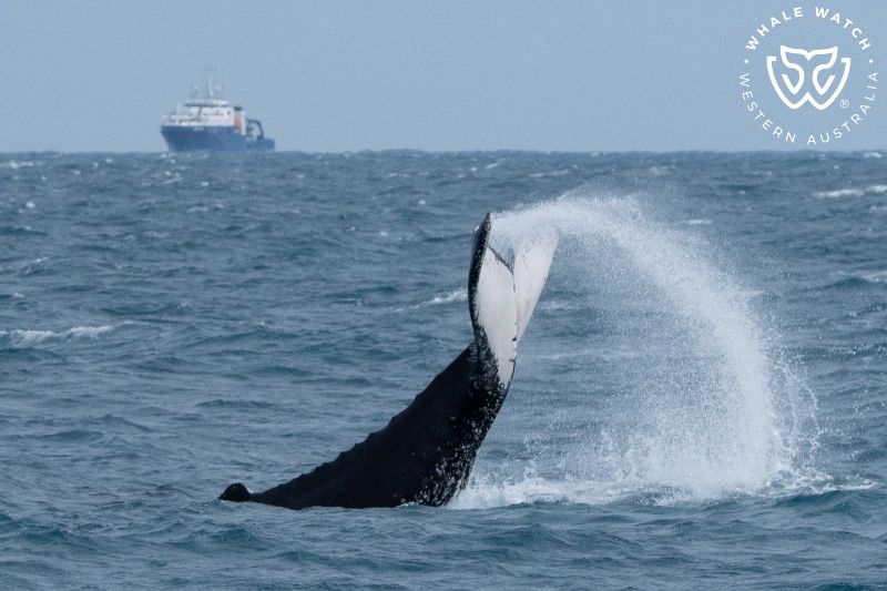 Whale Watch Western Australia