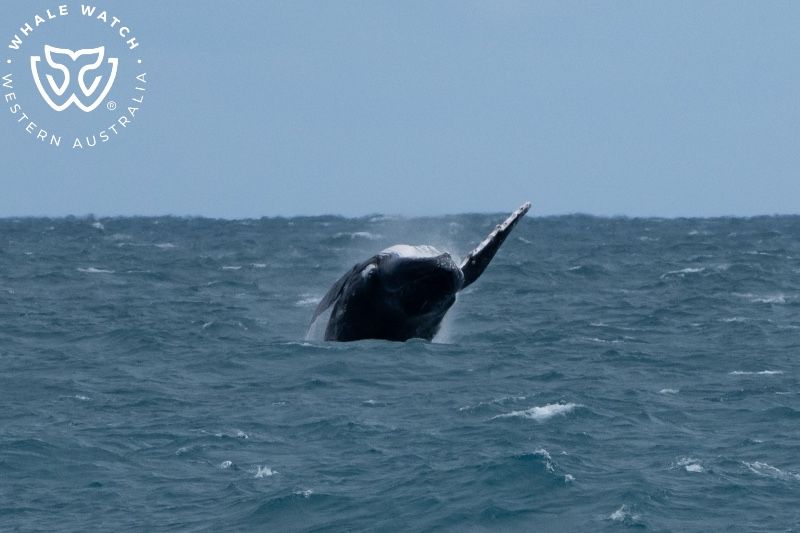 Whale Watch Western Australia