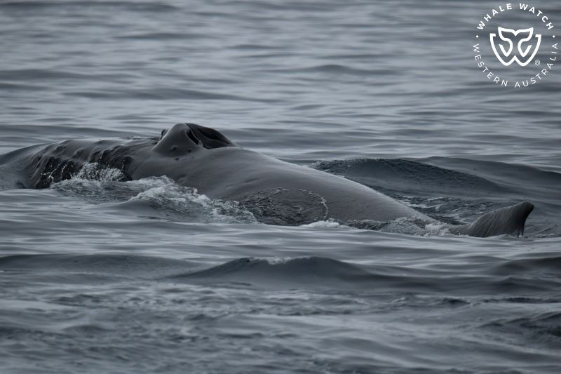 Whale Watch Western Australia
