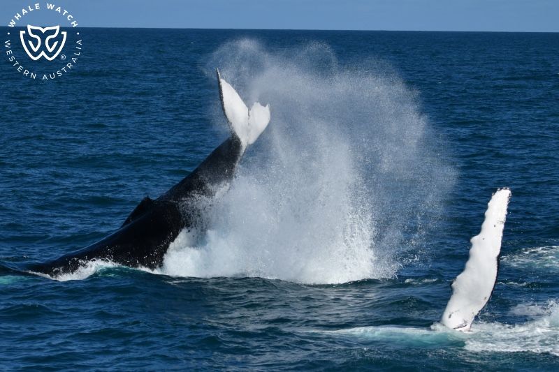 Whale Watch Western Australia