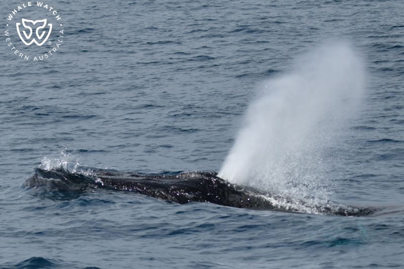 Whale Watch Western Australia