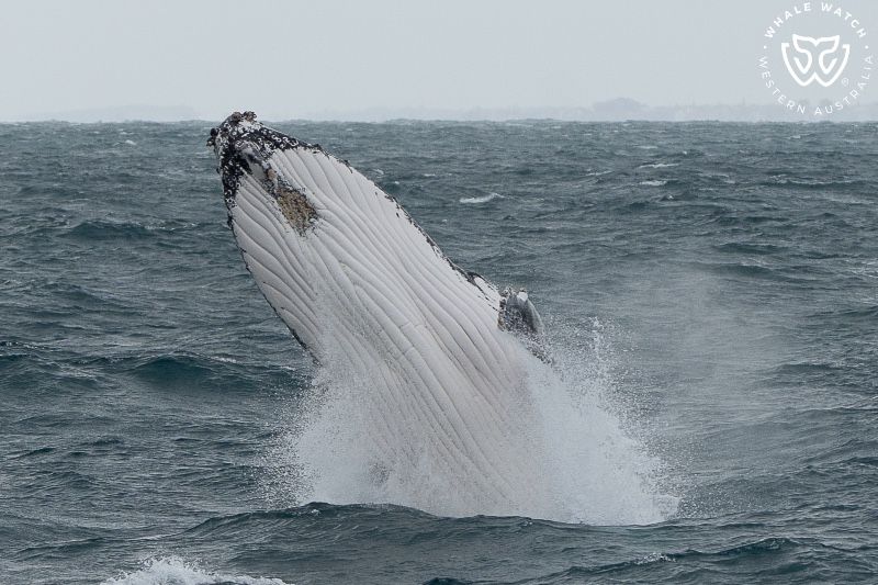 Whale Watch Western Australia