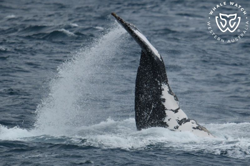 Whale Watch Western Australia