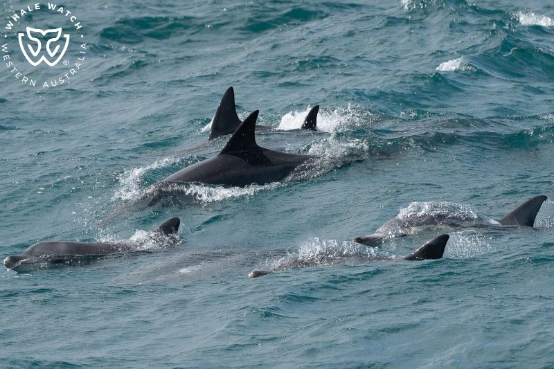 Whale Watch Western Australia