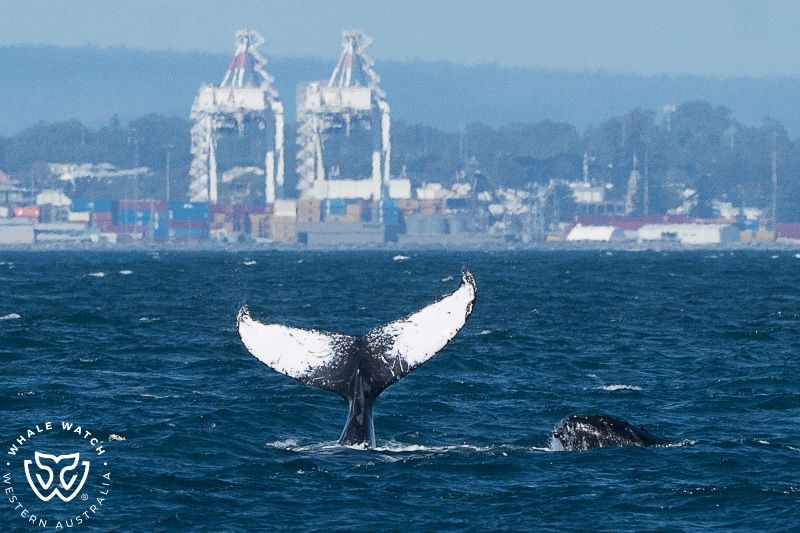 Whale Watch Western Australia