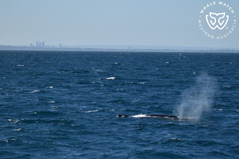 Whale Watch Western Australia