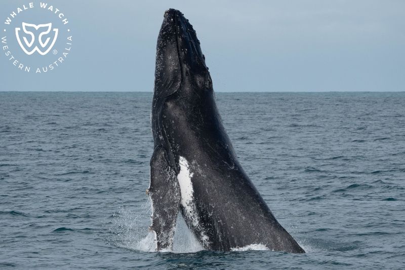 Whale Watch Western Australia