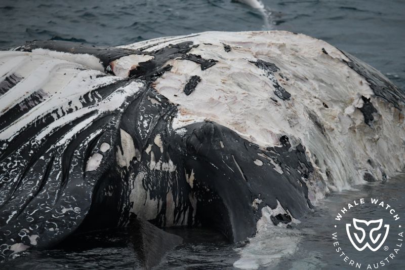 Whale Watch Western Australia