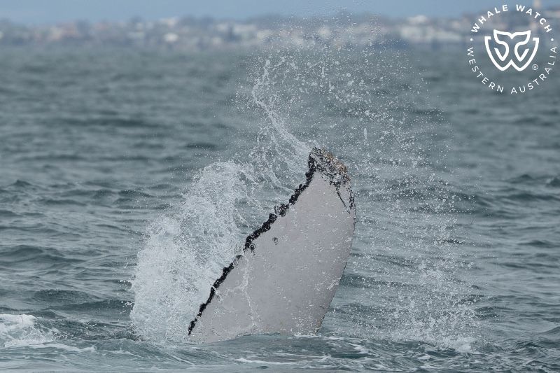 Whale Watch Western Australia