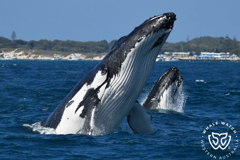 Whale Watch Western Australia