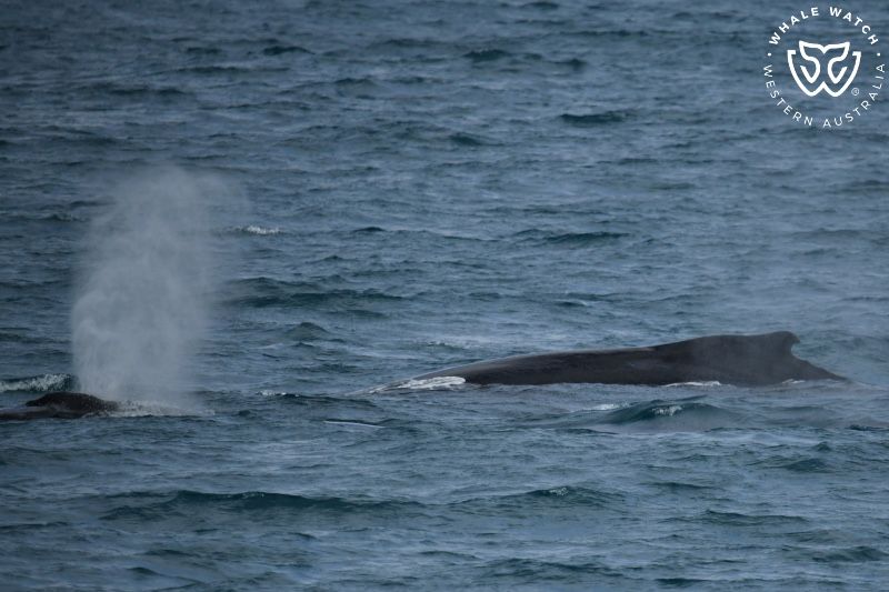 Whale Watch Western Australia