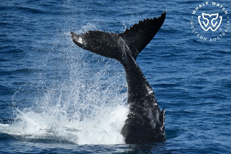 Whale Watch Western Australia