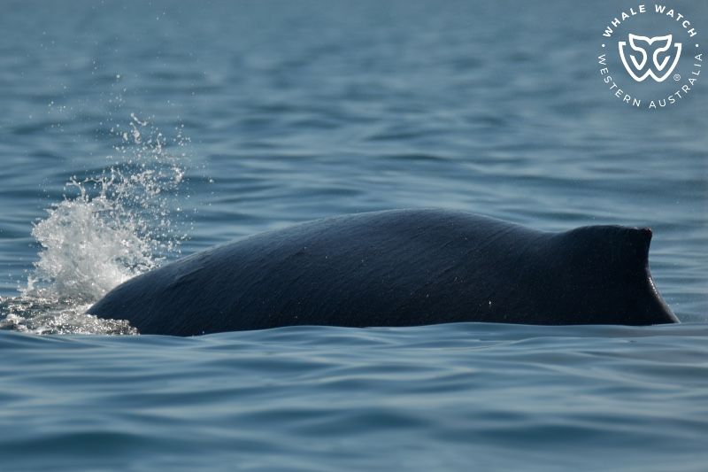 Whale Watch Western Australia