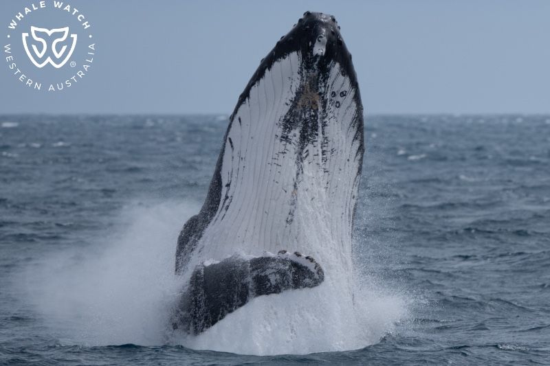 Whale Watch Western Australia