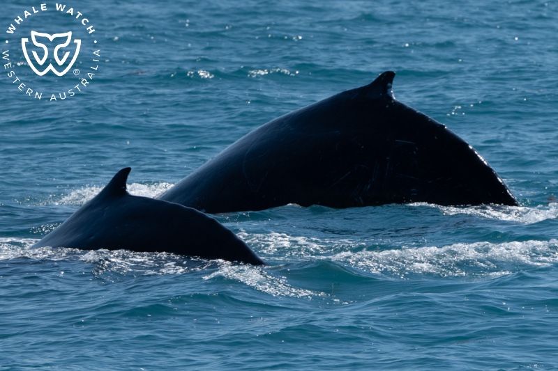 Whale Watch Western Australia