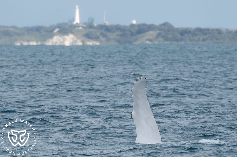Whale Watch Western Australia