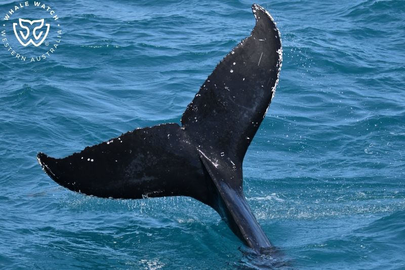 Whale Watch Western Australia