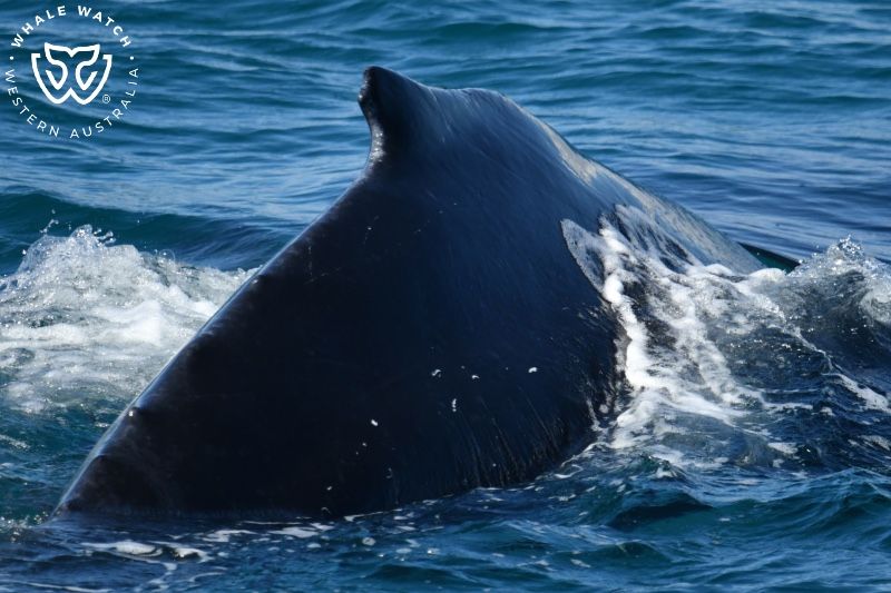 Whale Watch Western Australia