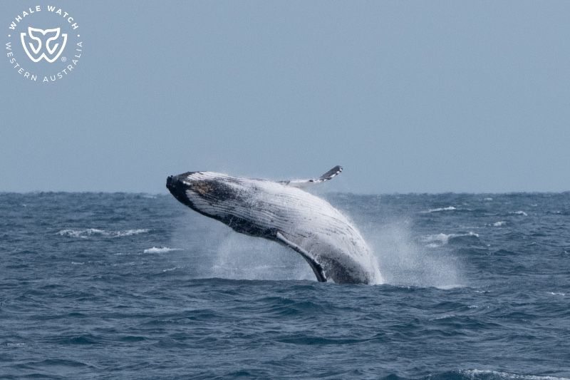 Whale Watch Western Australia
