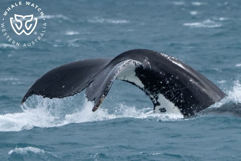 Whale Watch Western Australia