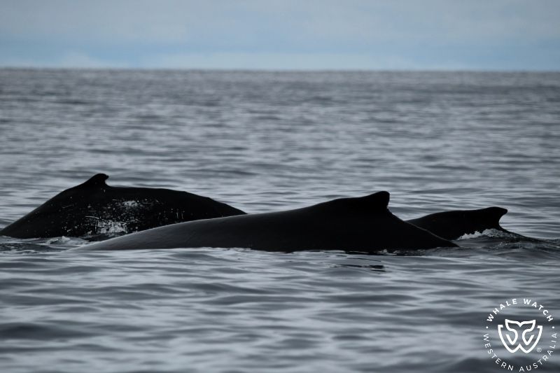 Whale Watch Western Australia