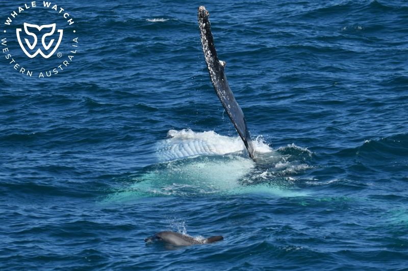 Whale Watch Western Australia