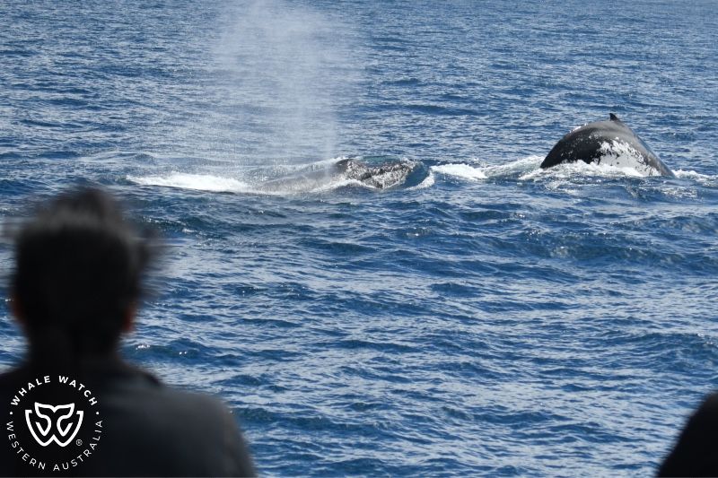 Whale Watch Western Australia