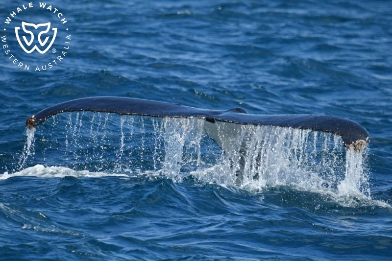 Whale Watch Western Australia