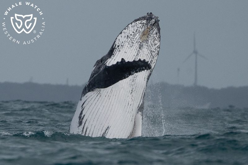 Whale Watch Western Australia