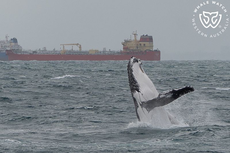 Whale Watch Western Australia