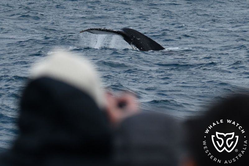 Whale Watch Western Australia