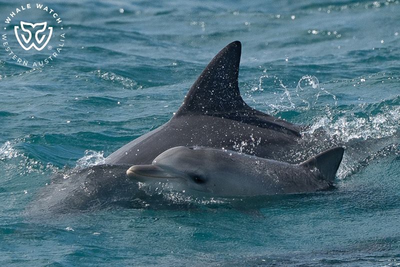 Whale Watch Western Australia