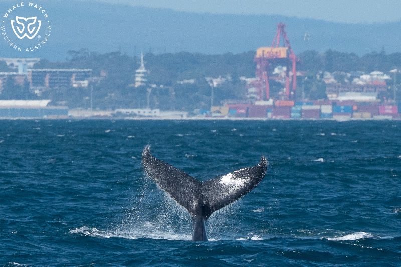 Whale Watch Western Australia