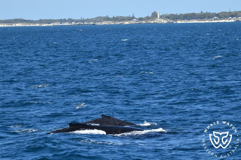 Whale Watch Western Australia
