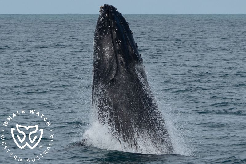 Whale Watch Western Australia
